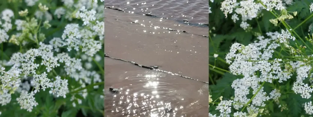 Water en bloesems als symbool van energetische zuivering – Sehoona zuiveringen