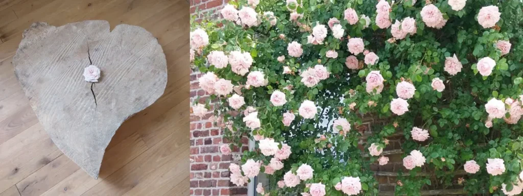 Houten hart met een roos en een bloeiende rozelaar als symbool voor een Sehoona groeitraject - Sehoona groeitraject