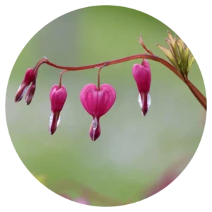 Bloem als symbool van een gebroken hart – Sehoona trajecten voor de doelgroep mensen met een hart vol vragen