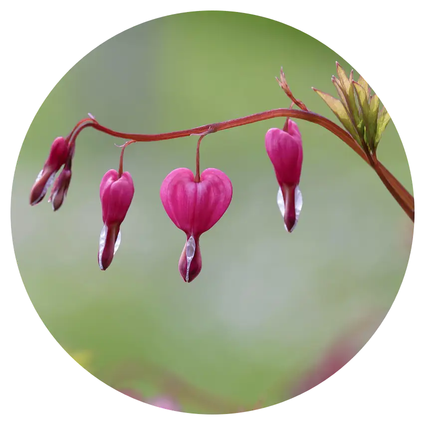 Bloem als symbool van een gebroken hart – Sehoona trajecten voor de doelgroep mensen met een hart vol vragen